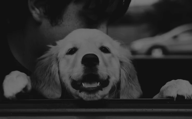 Pet Relocation Pet Relocation